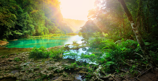Sunny morning in the mountainous jungle of the national park Semuc Champey. Guatemala.