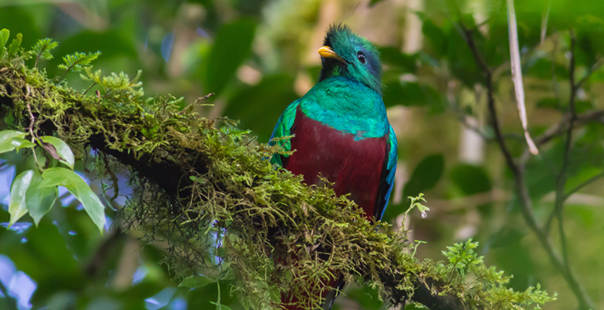 A resplendent quetzal in Costa Rica.